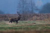 Poland - fauna