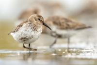 Calidris alpina