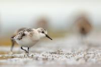 Calidris alba