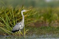 Ardea cinerea