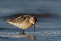 Calidris ferruginea