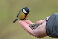 Parus major