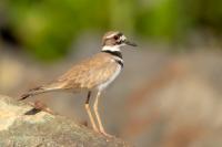 Dominican Republic-FAUNA