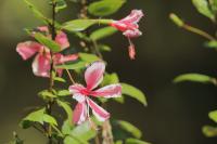 Tanzania-FLORA