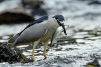 Nycticorax nycticorax