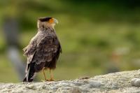 Caracara plancus