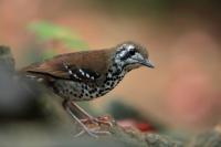 Sri Lanka FAUNA