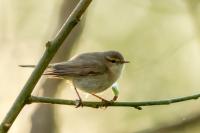 Phylloscopus collybita