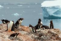 Antartica fauna