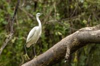 Egretta garzetta