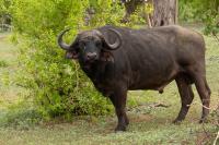 African buffalo