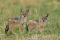 Black-backed jackal