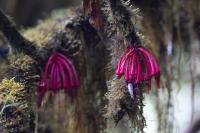 ECUADOR -FLOWERS