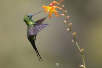 ECUADOR-FAUNA