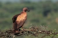 ETHIOPIA FAUNA