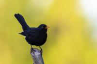 Turdus merula