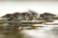 Calidris ferruginea