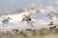 Calidris alba