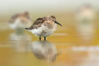 Calidris alpina