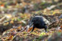 Germany - FAUNA