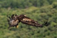 Aquila chrysaetos