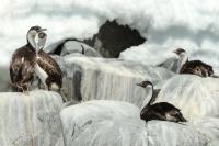 Antartica fauna