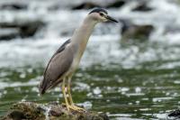 Nycticorax nycticorax