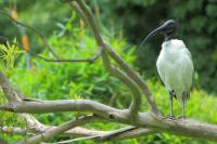 Australia - fauna