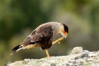 Caracara plancus