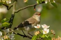 Phylloscopus collybita