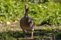 London-St James's Park