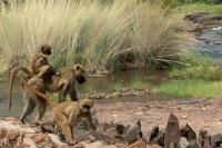 Zambia - FAUNA