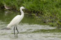 Egretta garzetta