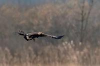 Aquila chrysaetos