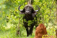 African buffalo