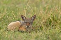 Black-backed jackal