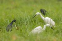 Egretta garzetta