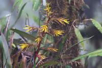 ECUADOR -FLOWERS