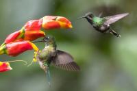 ECUADOR-FAUNA