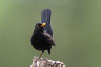 Turdus merula