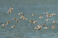 Calidris alba