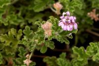 Madeira flora