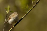 Phylloscopus collybita