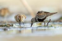 Calidris alpina