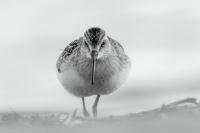 Calidris ferruginea