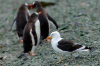 Antartica fauna