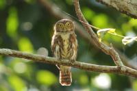 Costa Rica fauna