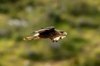 Caracara plancus