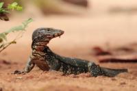 Sri Lanka FAUNA