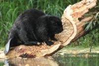 Eurasian beaver